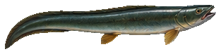 Freshwater Eel
