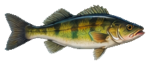 Zander