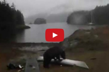 Woman Thanks Bear For Not Eating Kayak, Bear Then Eats Kayak