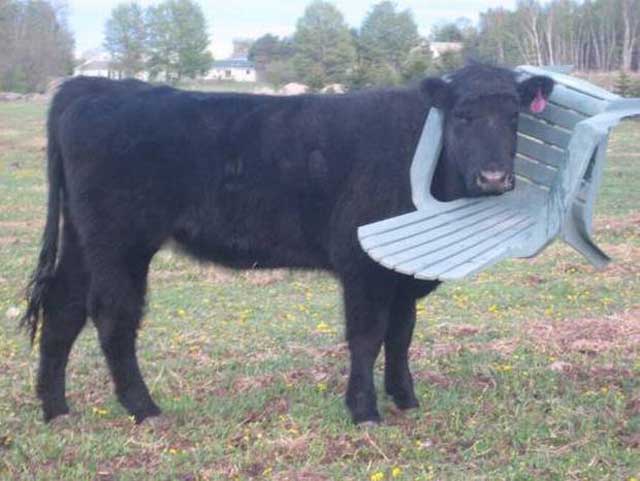 Cow Gets Its Head Stuck In Garden Chair