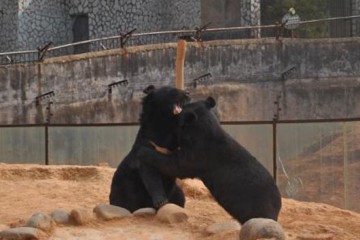 Man takes two years to figure out his dogs are black bears