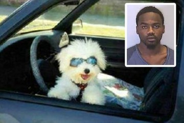 Florida man blames his dog for high-speed car chase
