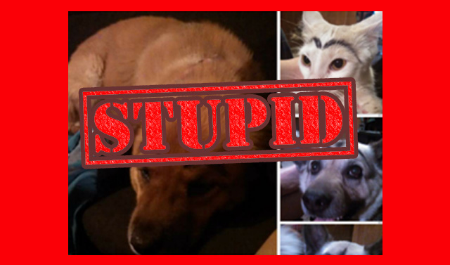 This Has To Be The Stupidest Business Ever…