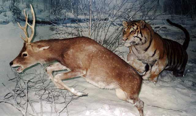 IDAHO MAN USING PET TIGER TO HUNT DEER