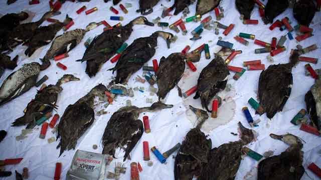 HUNTERS “MERCY KILLED” 12,000 STARVING DUCKS